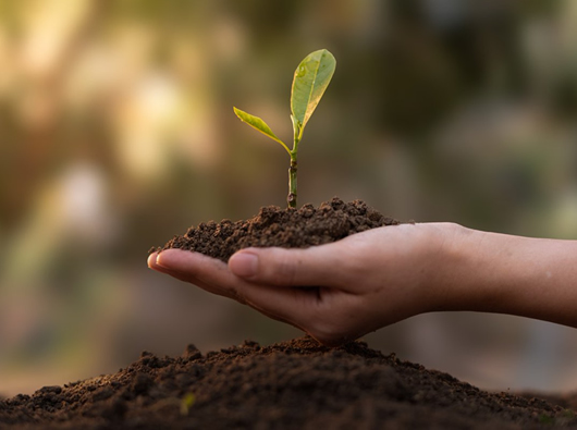 AgroPro Fidancılık