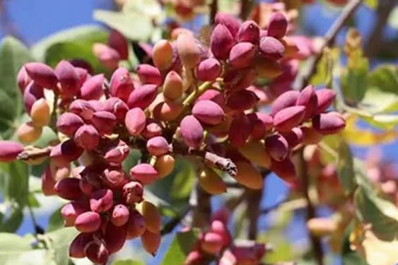 Antep Fıstığı Fidanları