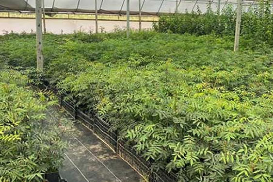 Antep Fıstığı Fidanları