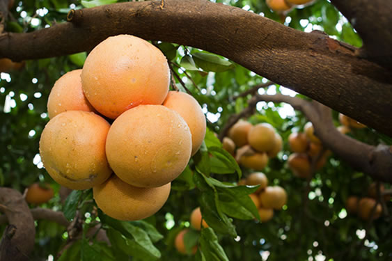 Greyfurt Fidanlarımız