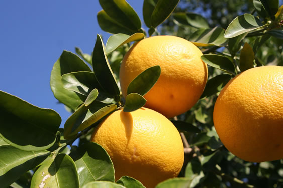 Greyfurt Fidanlarımız