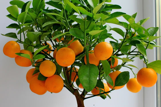 Portakal Fidanlarımız