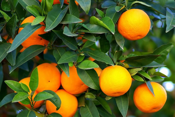 Portakal Fidanlarımız